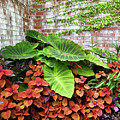 Colorful Flower Garden