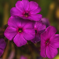 Purple Flowers of Fall