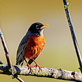 American Robin