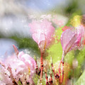 Water Color Painting Smeared By Rain